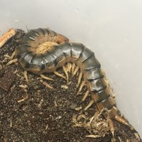 Scolopendra angulata