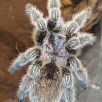 Top View G. porteri