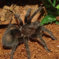 Grammostola pulchra