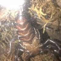 Anybody good at sexing an Asian Forest Scorpion?