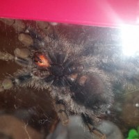 Avicularia avicularia [ventral sexing]