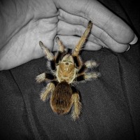 Bambi, my Aphonopelma chalcodes