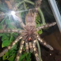 P. Regalis Juvinile