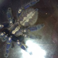 poecilotheria metallica maler or female2?