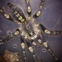 Poecilotheria subfusca HL