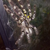 Poecilotheria regalis