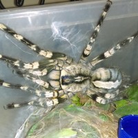 P.regalis