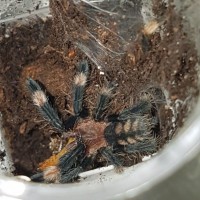 P.irminia sling