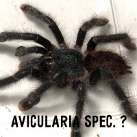 Avicularia spec.