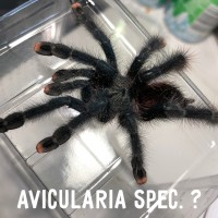 Avicularia spec.