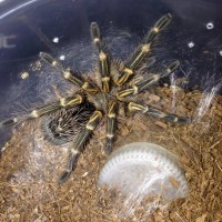 Freshly Molted G. pulchripes