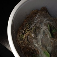 N. incei Pic. Before Rehouse