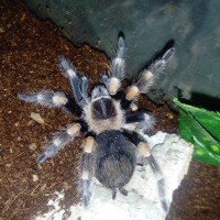 Brachypelma Hamorii juv