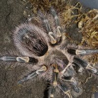 G. pulchripes