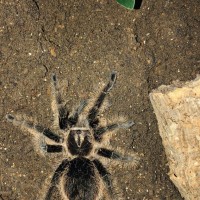 Brachypelma albopilosum