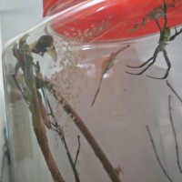 Update: Argiope appensa with even more slings (Second egg sac hatched)