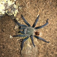 Freshly Molted GBB