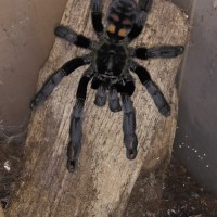 Psalmopoeus irminia