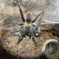 0.0.1 Dolichothele diamantinensis- recent post-molt, dinner time ~ 2" DLS, 1 yr old