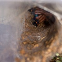 Ephebopus Cyanognathus unsexed sling