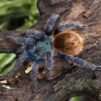 Chromatopelma cyaneopubescens Mature Female