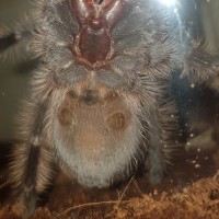 B. albopilosum sexing