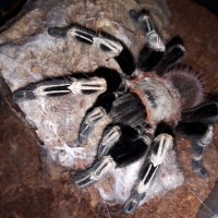 N.chromatus