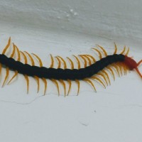 Young Scolopendra heros castaneiceps