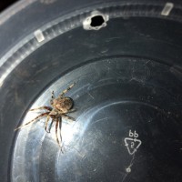 What type of spider is this??