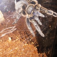 Aphonopelma seemanni