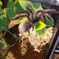 Brachypelma albopilosum