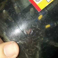 Poecilotheria metallica [ventral sexing] [2/2]