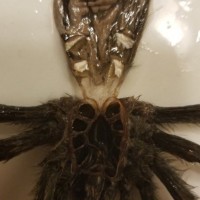 A. Avicularia