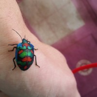 Harlequin Bug