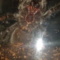 Brachypelma Vagans