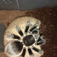 Brachypelma albopilosum