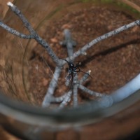 Latrodectus hesperus Feeding