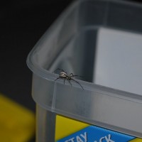 Latrodectus hesperus Stroll