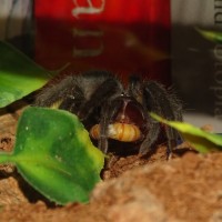 G. pulchra