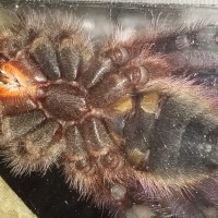 Caribena versicolor [ventral sexing]