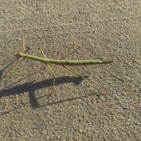 Texas Walking Stick Insect