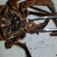 Molt Sex