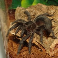 Grammostola pulchra