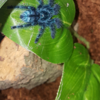 C.Versicolor Post-Molt