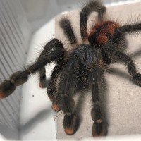 Avicularia sp.