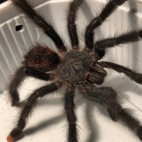 Avicularia sp.