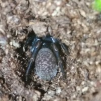 Polkadot Trapdoor sling (Stanwellia sp.)