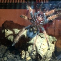 Brachypelma Boehmei pic 2