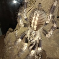 0.1 Poecilotheria miranda