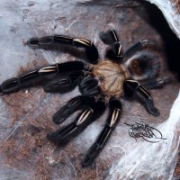 E. murinus